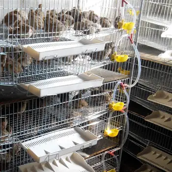 12Pcs Automată Păsări de Prepelita Bol de Apă Porumbel Potabilă Castron de Alimentare Cușcă Accesoriu Galben de Băut Automată Bea Boluri