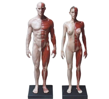 2 buc 30cm masculin /feminin corpului uman anatomice modelul CG de Referință musculaturii scheletului Sculptura de Proiectare Med pentru Pictura arta utilizare