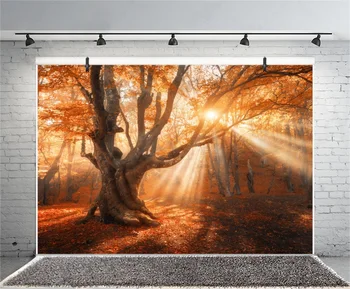 Laeacco Toamna Copac Bătrân Lumina Soarelui Pitoresc Fotografii Fundaluri Personalizate Fundaluri Fotografice Pentru Fotografia De Studio