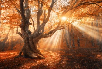 Laeacco Toamna Copac Bătrân Lumina Soarelui Pitoresc Fotografii Fundaluri Personalizate Fundaluri Fotografice Pentru Fotografia De Studio