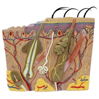 Model de piele, 35X Pielii și a Părului Structura Mări Model Anatomice Model de Anatomie pentru Știință Clasă de Studiu a Afișa Modul de Predare